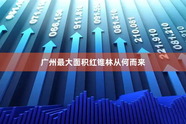 广州最大面积红锥林从何而来
